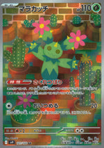 Maractus