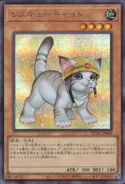 Rescue Cat