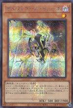 Orphegor Canone